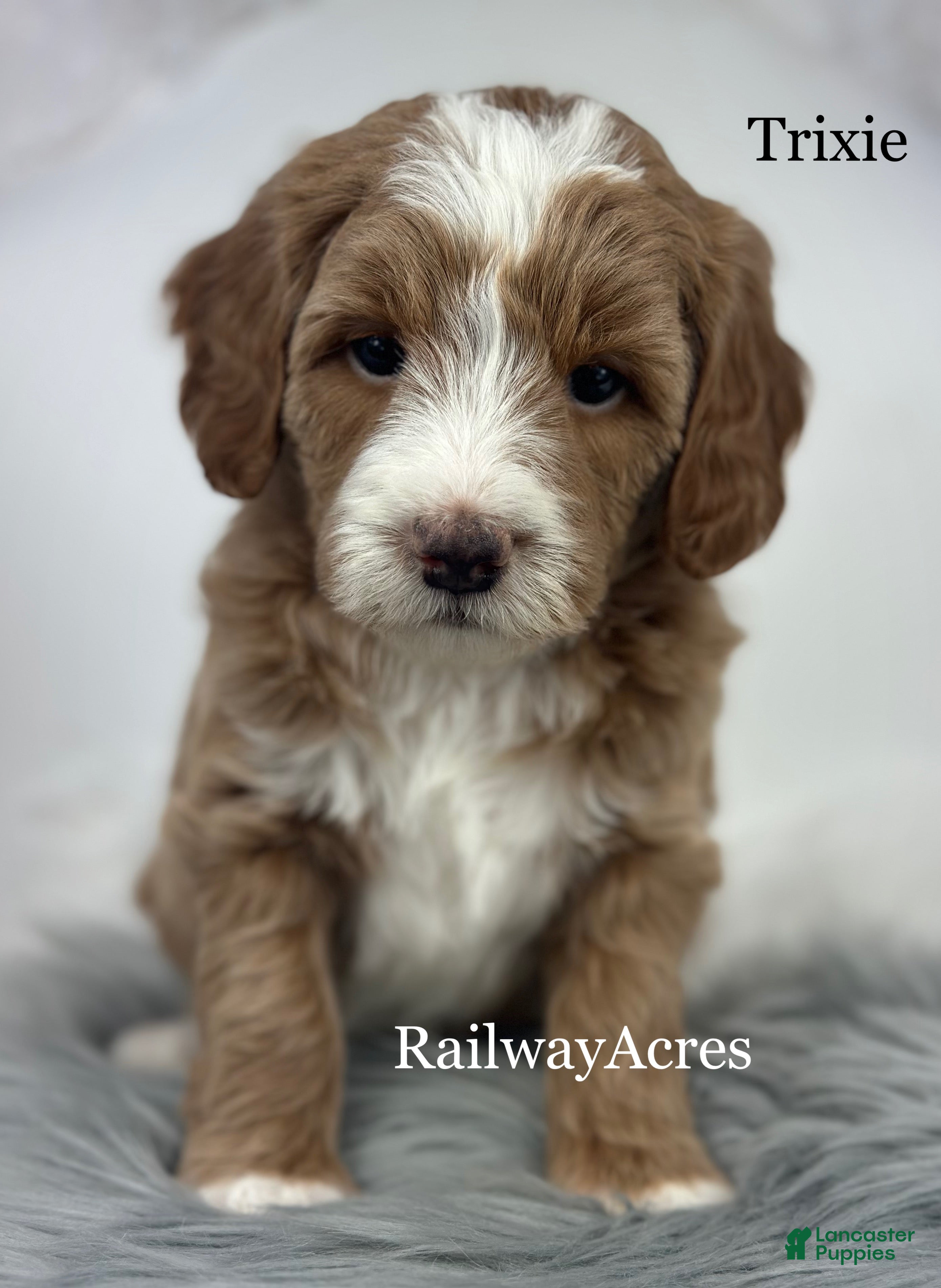 Mixed Breed dogs Trixie - Ad 42