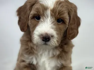 Mixed Breed dogs Trixie - Ad 42