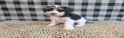 Miniature Schnauzer dogs for sale: Sidney - Ad 2