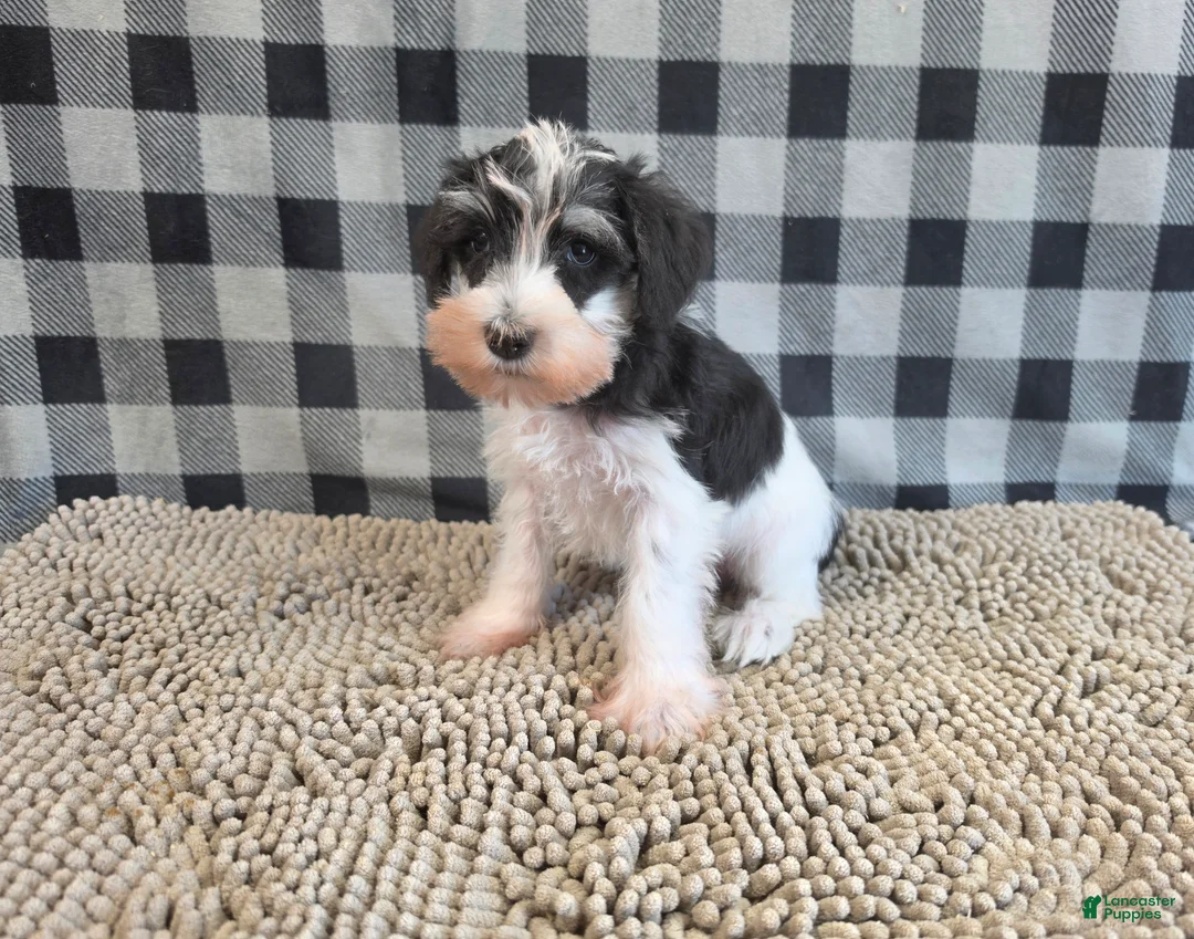 Miniature Schnauzer dogs for sale: Sidney - Ad 2