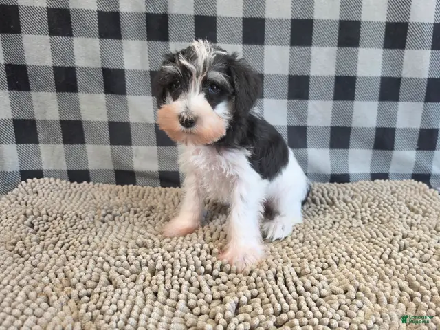 Miniature Schnauzer dogs for sale: Sidney - Ad 2
