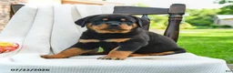 Rottweiler dogs for sale: Axel - Ad 5