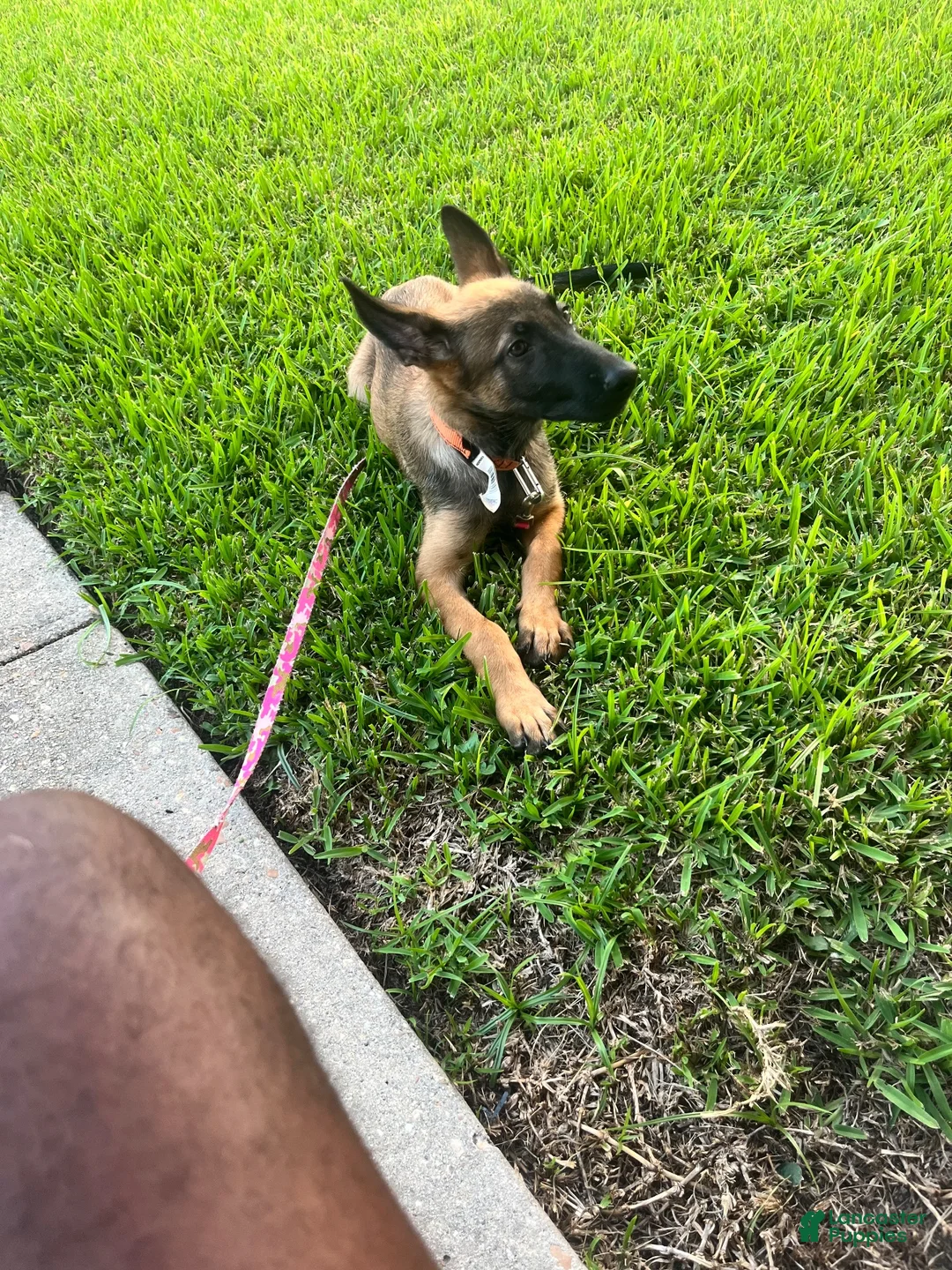 Mixed Breed dogs for sale: Mixed Breed 1 - Ad 2