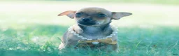 Chihuahua dogs for sale: Jupiter - Ad 5