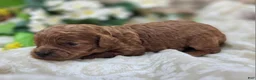 Cavapoo dogs for sale: Katydid - Ad 2