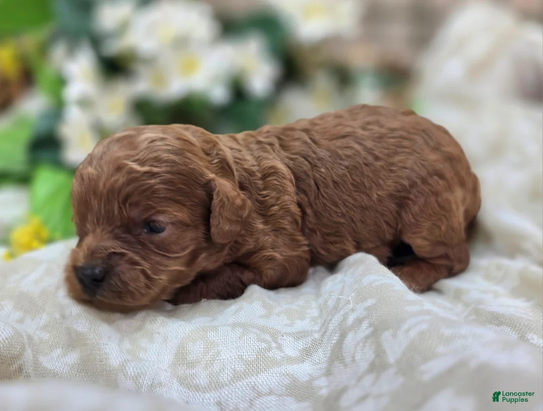 Cavapoo dogs for sale: Katydid - Ad 2