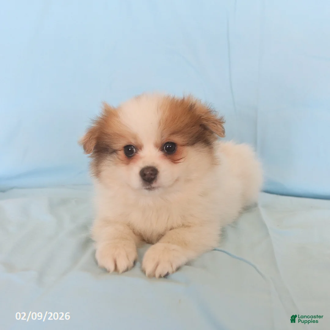 Pomeranian dogs for sale: Lucas - Ad 3
