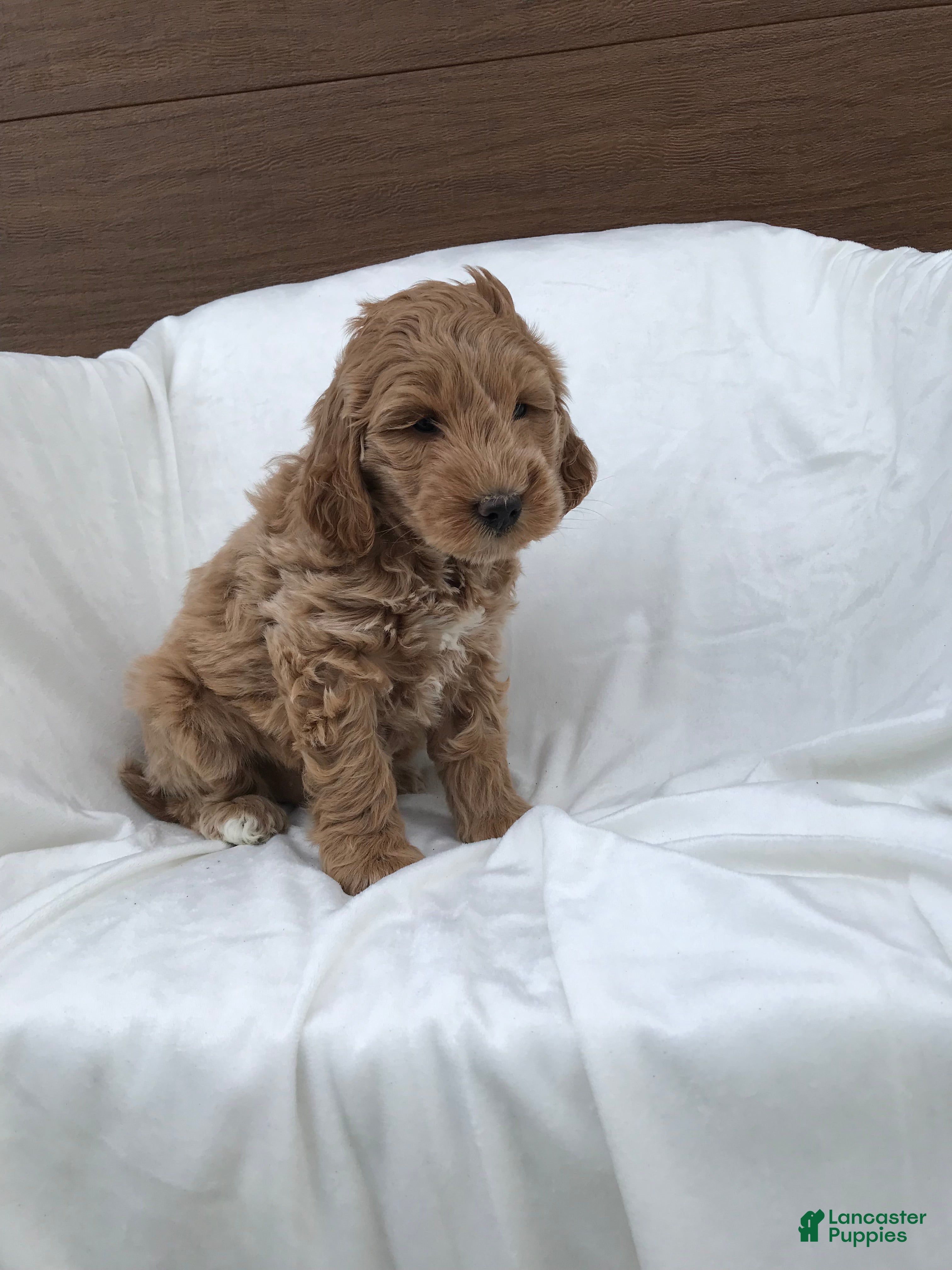 Mini Goldendoodle dogs Millie - Ad 2