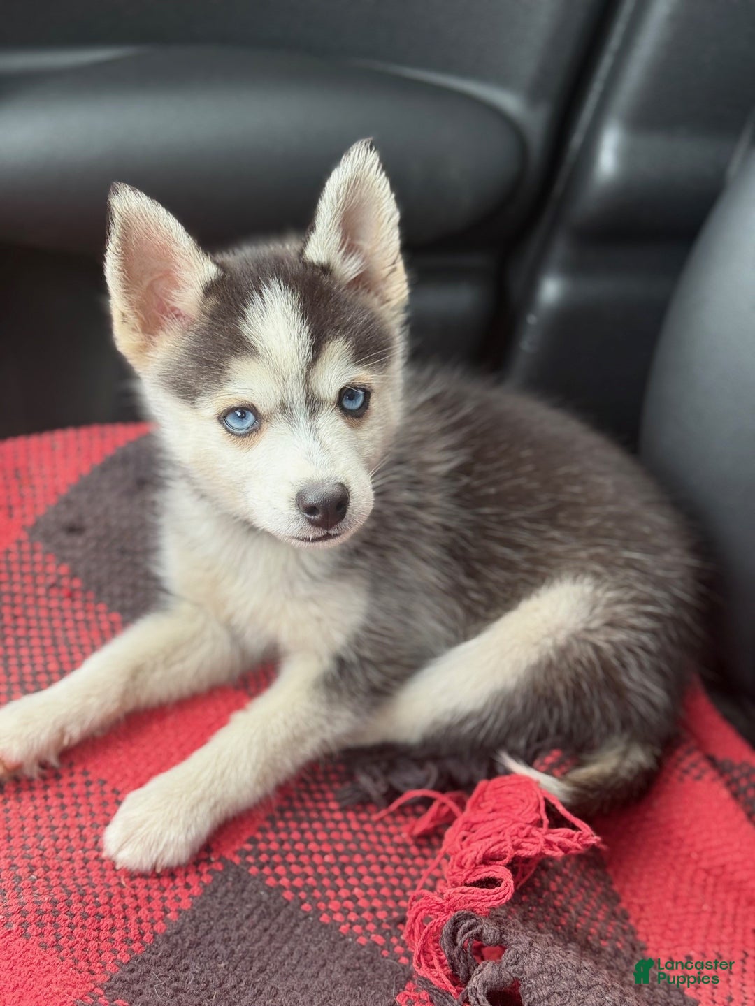 Pomsky dogs for sale: Ace - Ad 5
