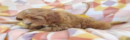 Mixed Breed dogs for sale: Sugar  - Ad 5