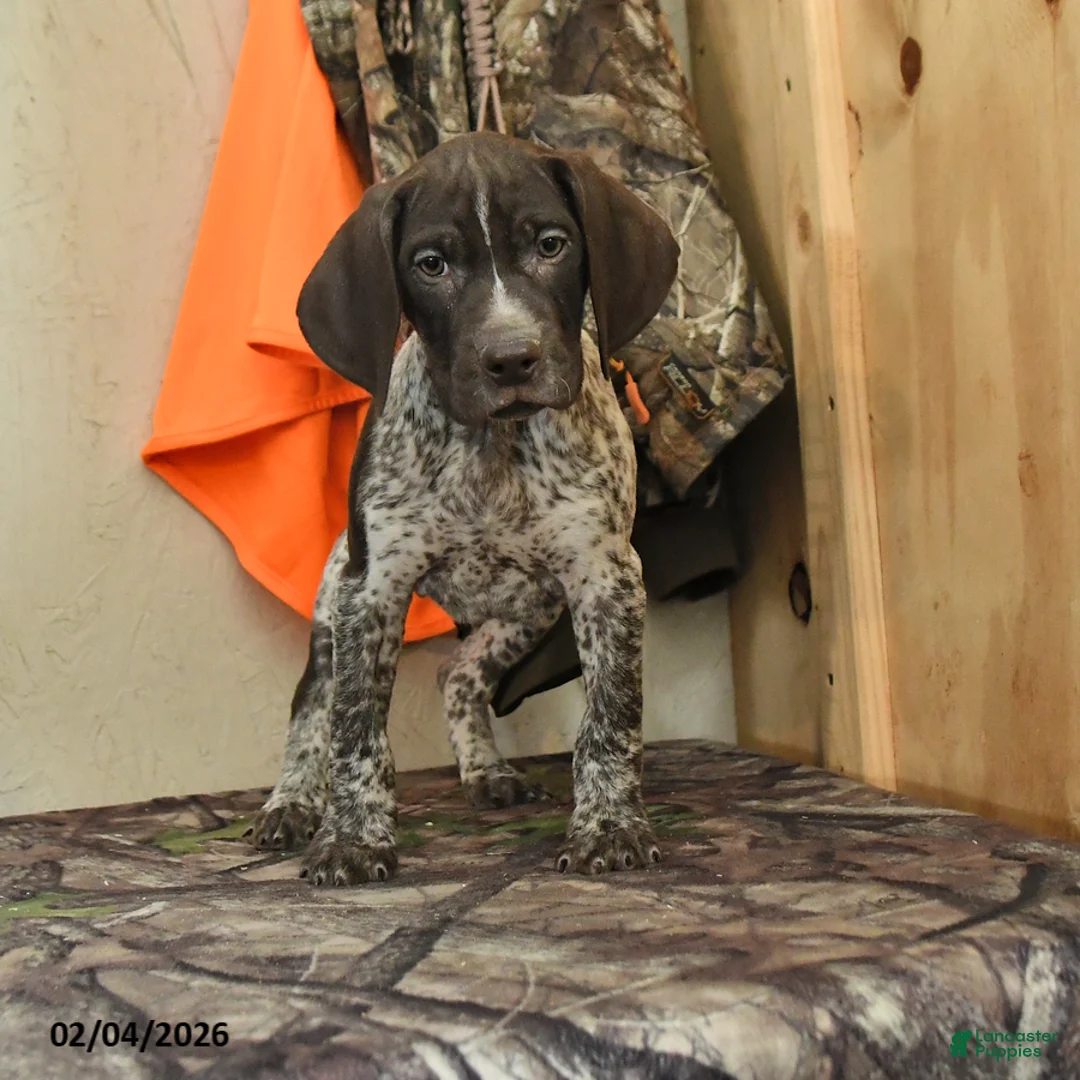 German Shorthaired Pointer dogs for sale: Hunter - Ad 1