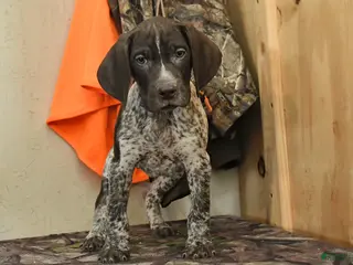 German Shorthaired Pointer dogs Hunter - Ad 7
