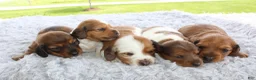 Miniature Dachshund dogs for sale: Miniature Dachshund 5 - Ad 5