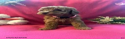 Cockapoo dogs for sale: Shylow - Ad 4