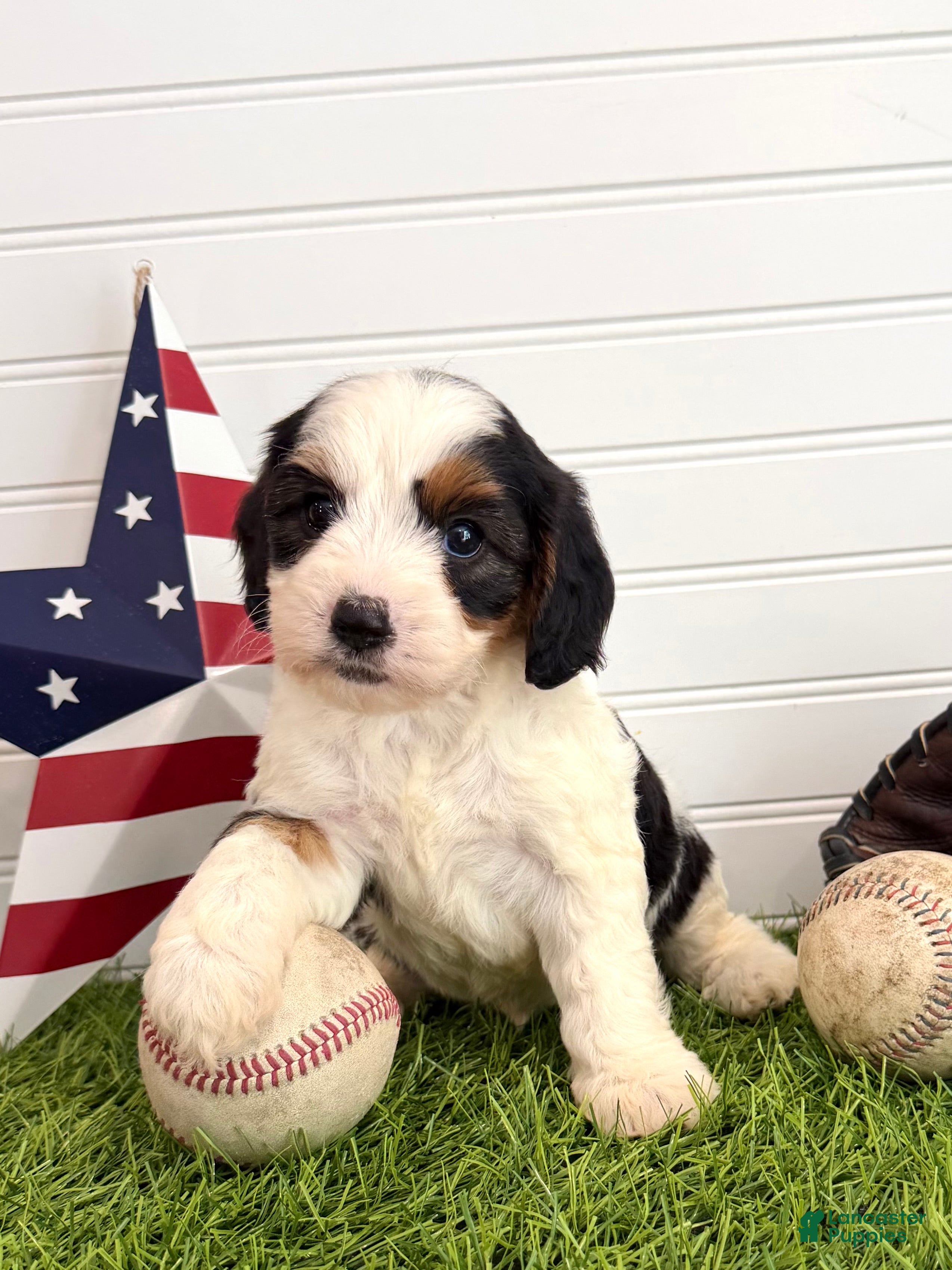Cavapoo dogs Yankee - Ad 2