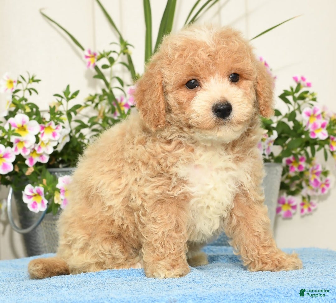 Bichpoo dogs for sale: Skipper - Ad 6