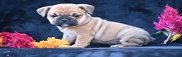 Mixed Breed dogs for sale: Princess - Ad 12