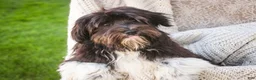 Havanese dogs for sale: Oreo - Ad 1