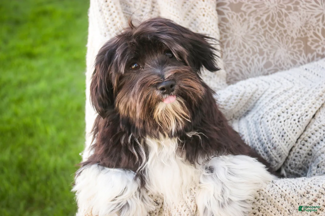 Havanese dogs for sale: Oreo - Ad 1