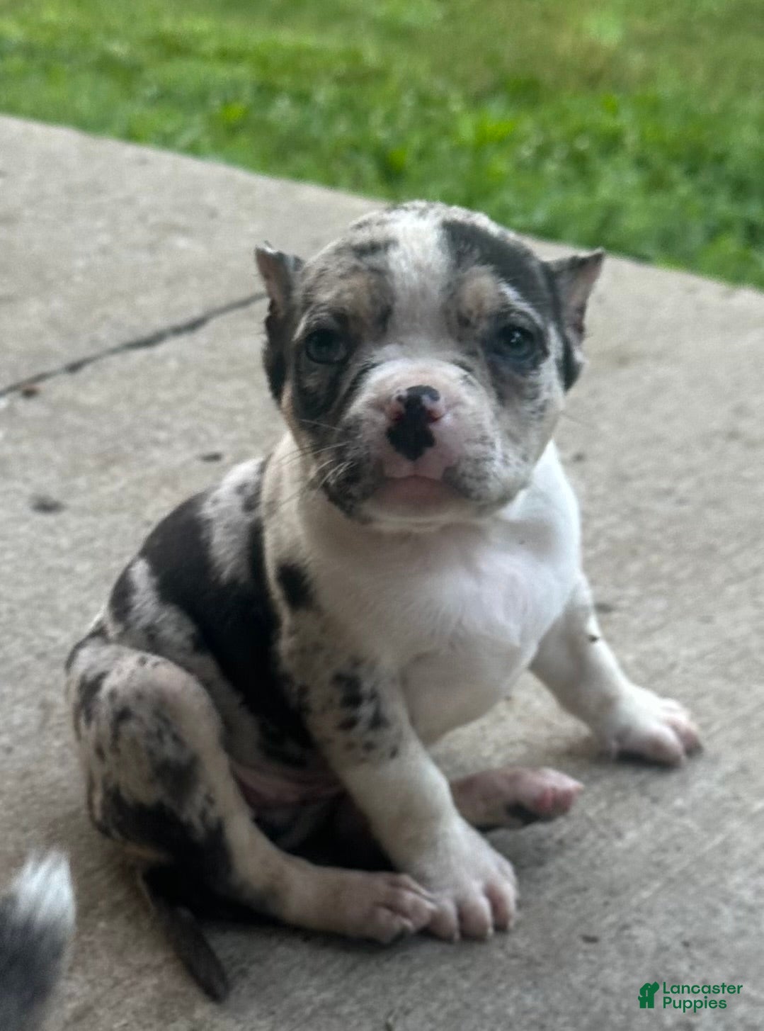 American Bully dogs Meeka  - Ad 1
