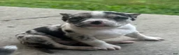 American Bully dogs for sale: Meeka  - Ad 1