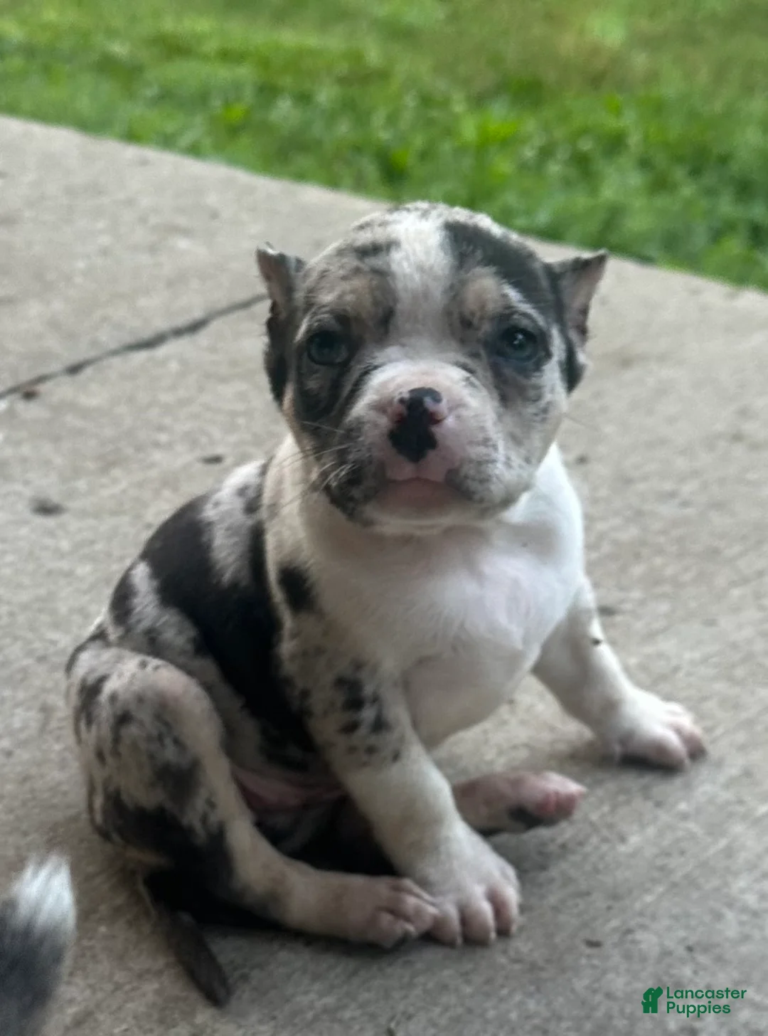 American Bully dogs for sale: Meeka  - Ad 1
