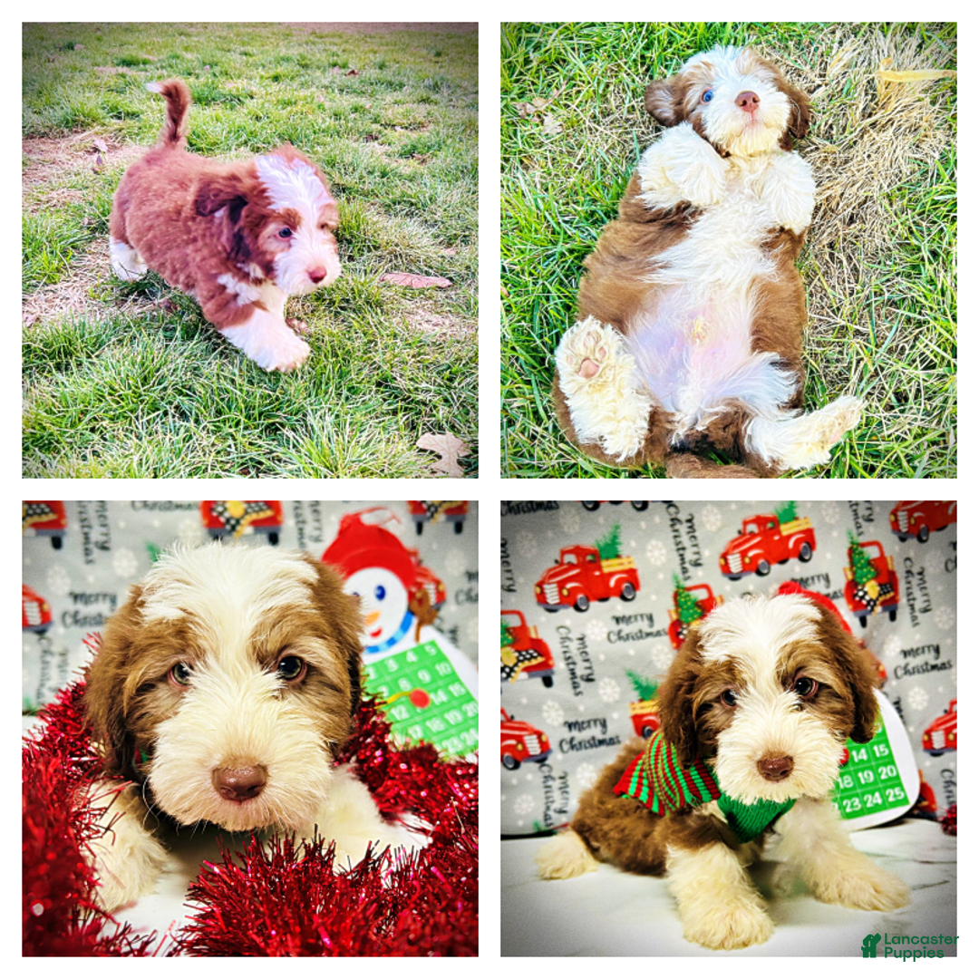 Havapoo dogs for sale: Valentino - Ad 2