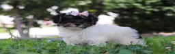 Yorkiepoo dogs for sale: Callie - Ad 3