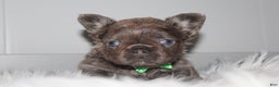 French Bulldog dogs for sale: French Bulldog Puppy 1 - Ad 1