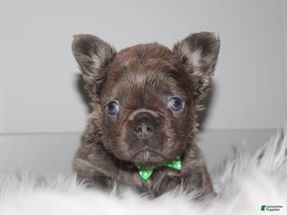 French Bulldog dogs French Bulldog Puppy 1 - Ad 8