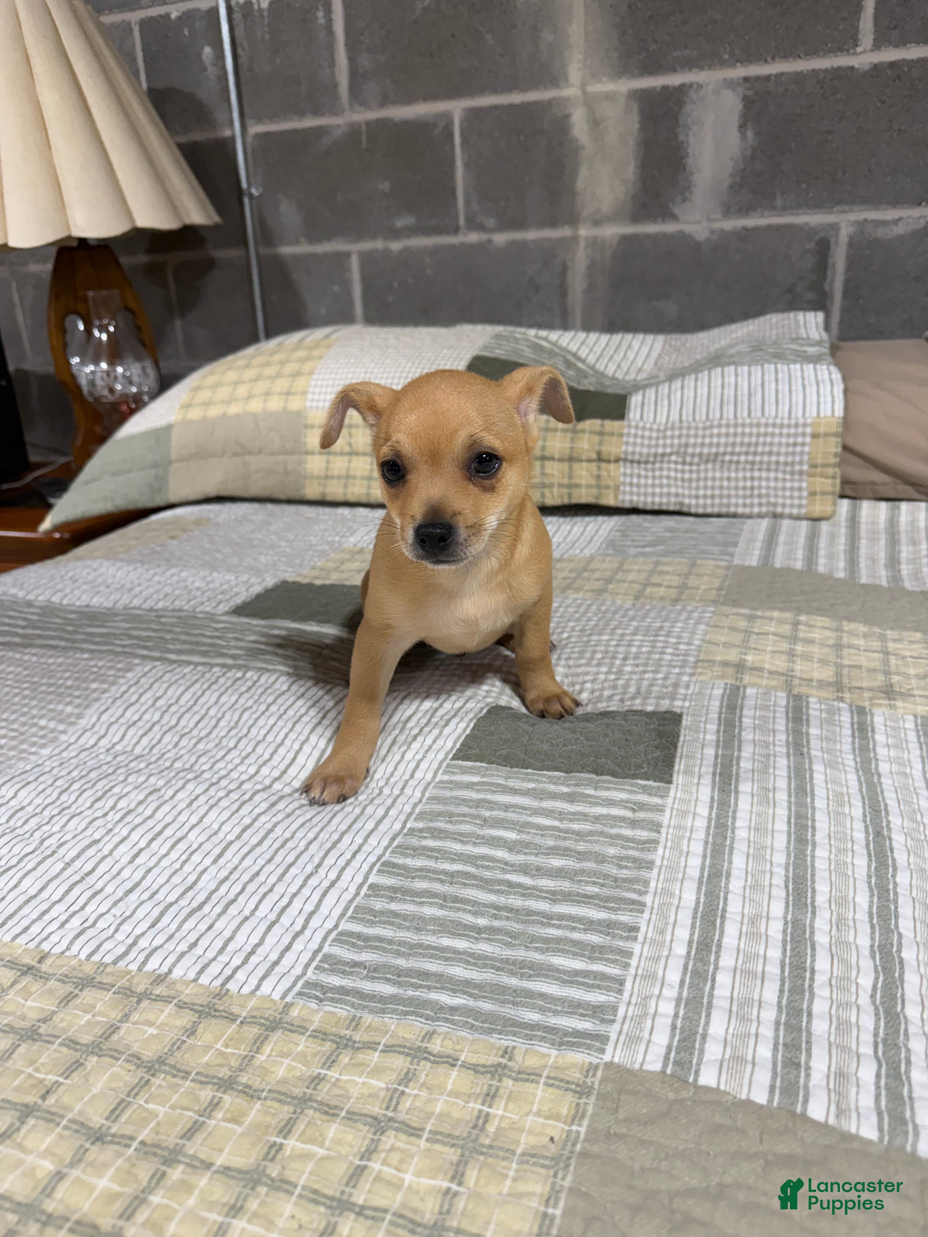 Chihuahua dogs Benji - Ad 2