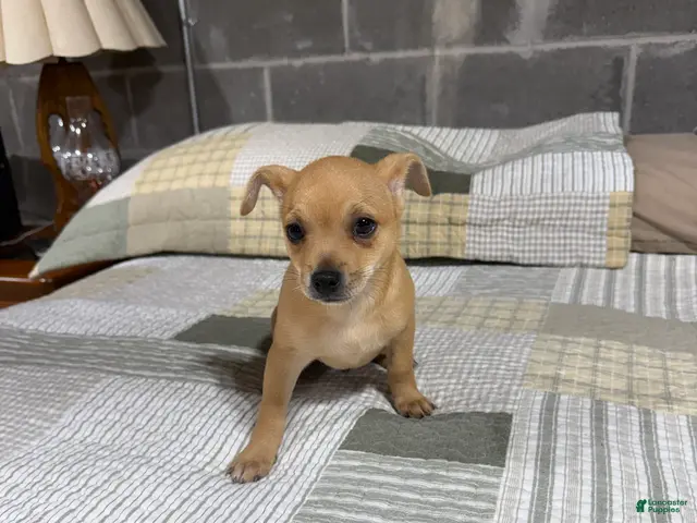 Chihuahua dogs Benji - Ad 2