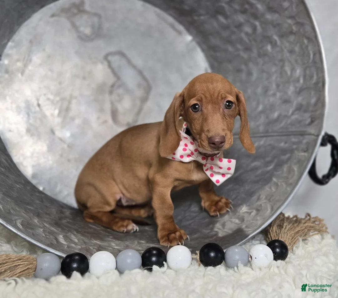 Miniature Dachshund dogs for sale: Faline - Ad 3