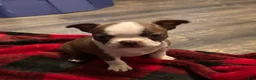 Boston Terrier dogs for sale: Pibby - Ad 2
