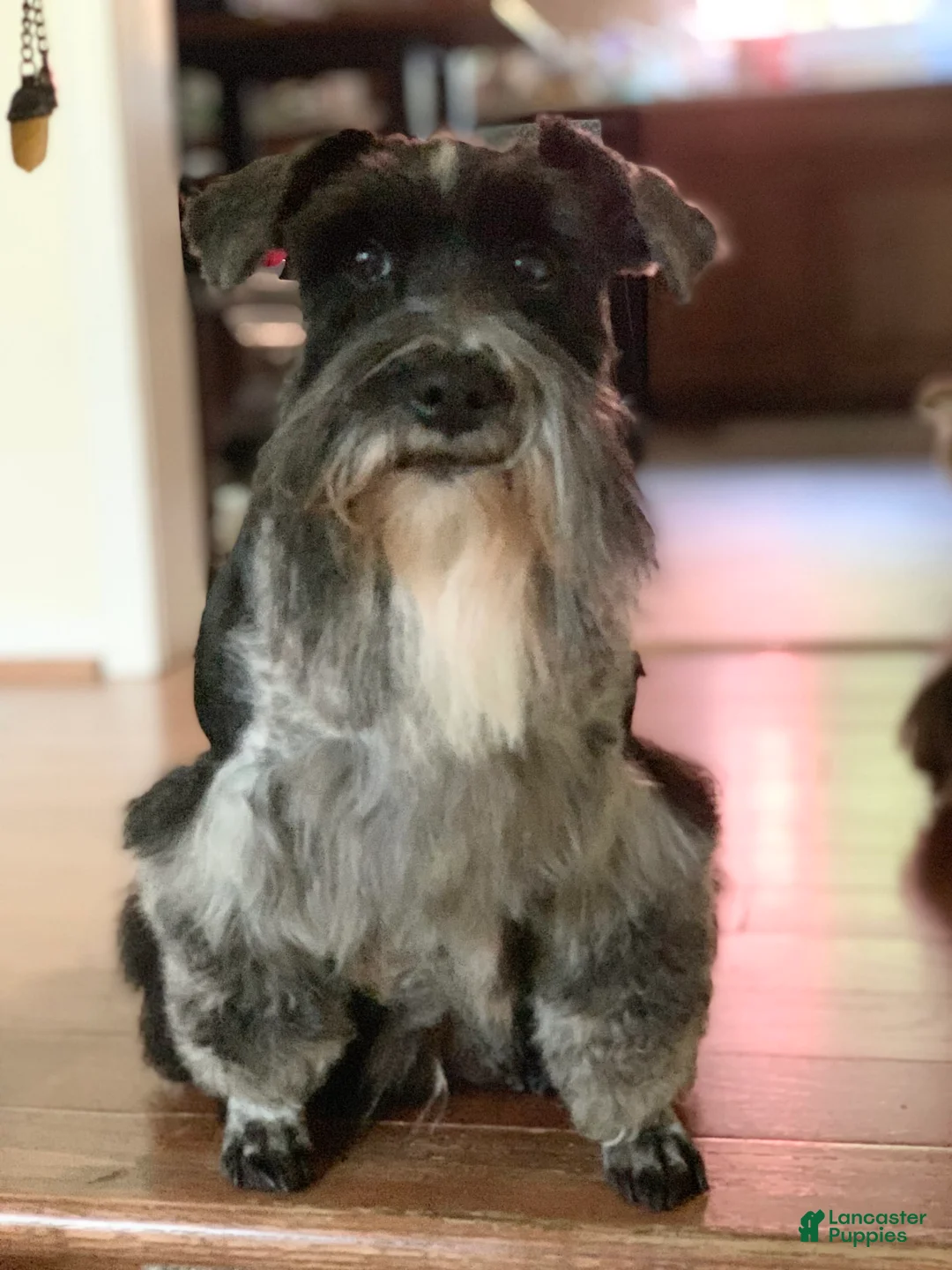 Gallery Image {{count}}