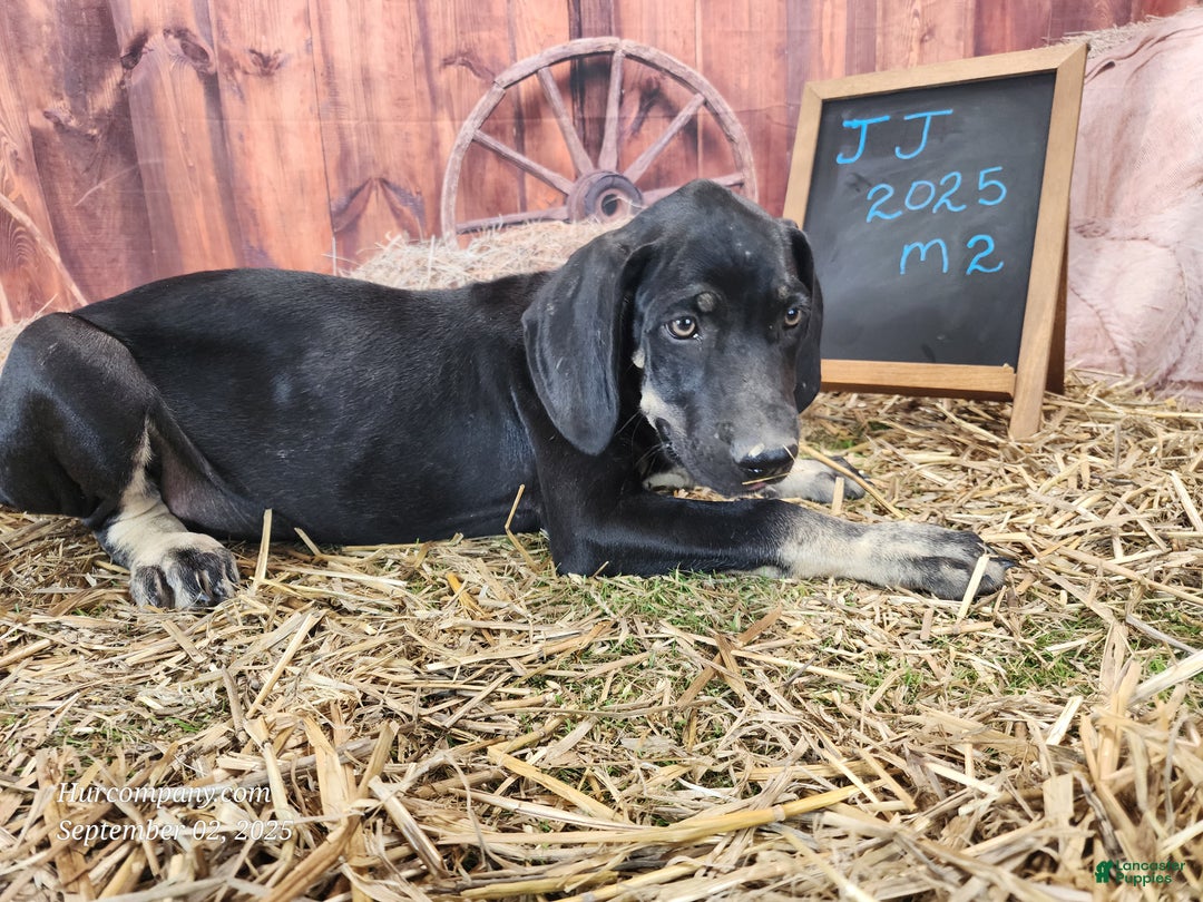 Catahoula Leopard Dog dogs for sale: JJ 2025 Male 2 - Ad 9