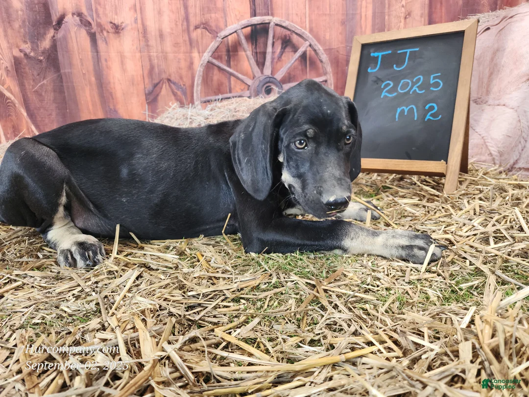 Catahoula Leopard Dog dogs for sale: JJ 2025 Male 2 - Ad 9