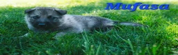 Mixed Breed dogs for sale: Mufasa - Ad 2