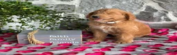 Goldendoodle dogs for sale: Nellie - Ad 6