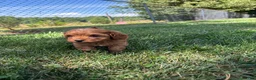 Cavapoo dogs for sale: Denver  - Ad 9