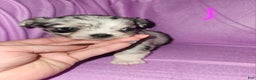 Chihuahua dogs for sale: Female 1- Black merle  - Ad 2
