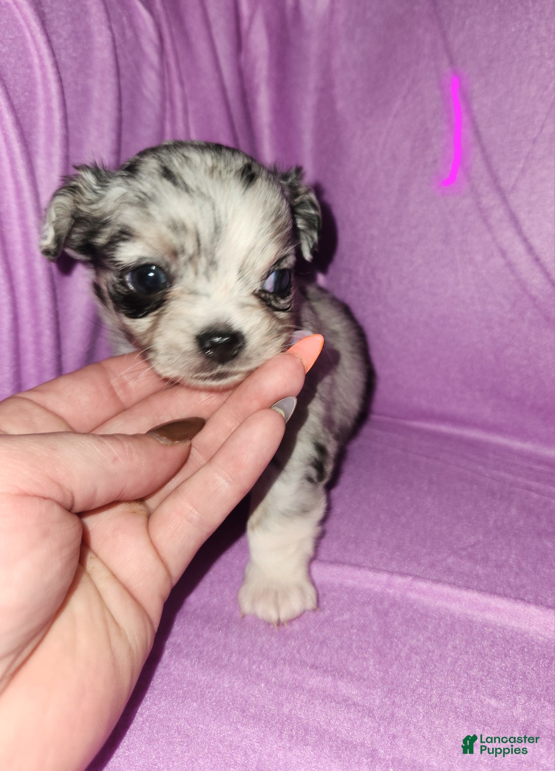 Chihuahua dogs for sale: Female 1- Black merle  - Ad 2
