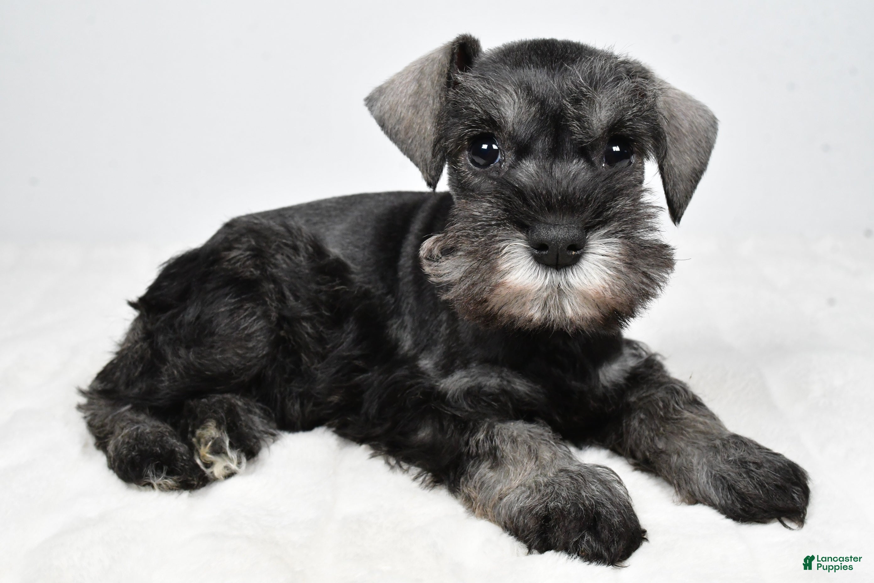 Miniature Schnauzer dogs Leon - Ad 1