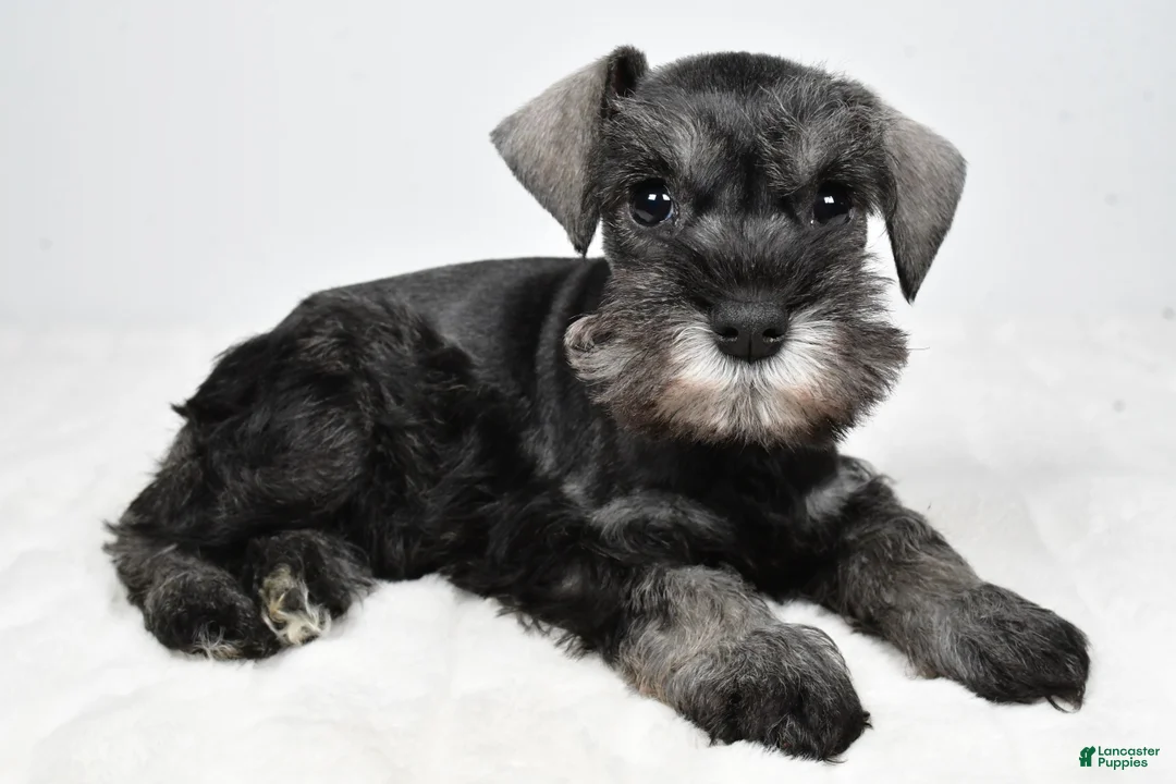 Miniature Schnauzer dogs for sale: Leon - Ad 1