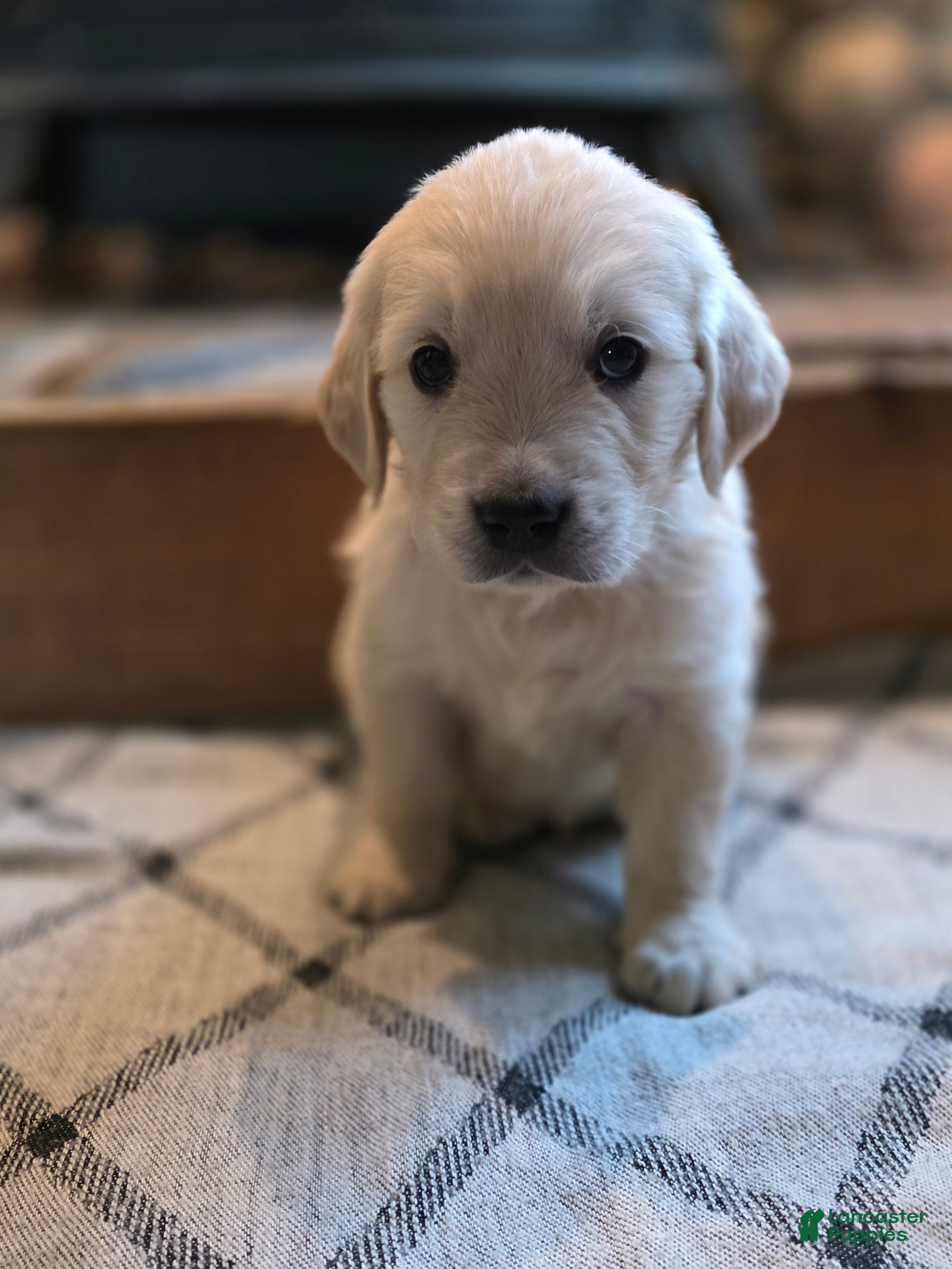 Golden Retriever dogs Chex, Champion Sired - Ad 2