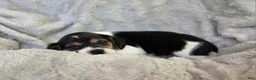 Puggle dogs for sale: Daisy - Ad 3