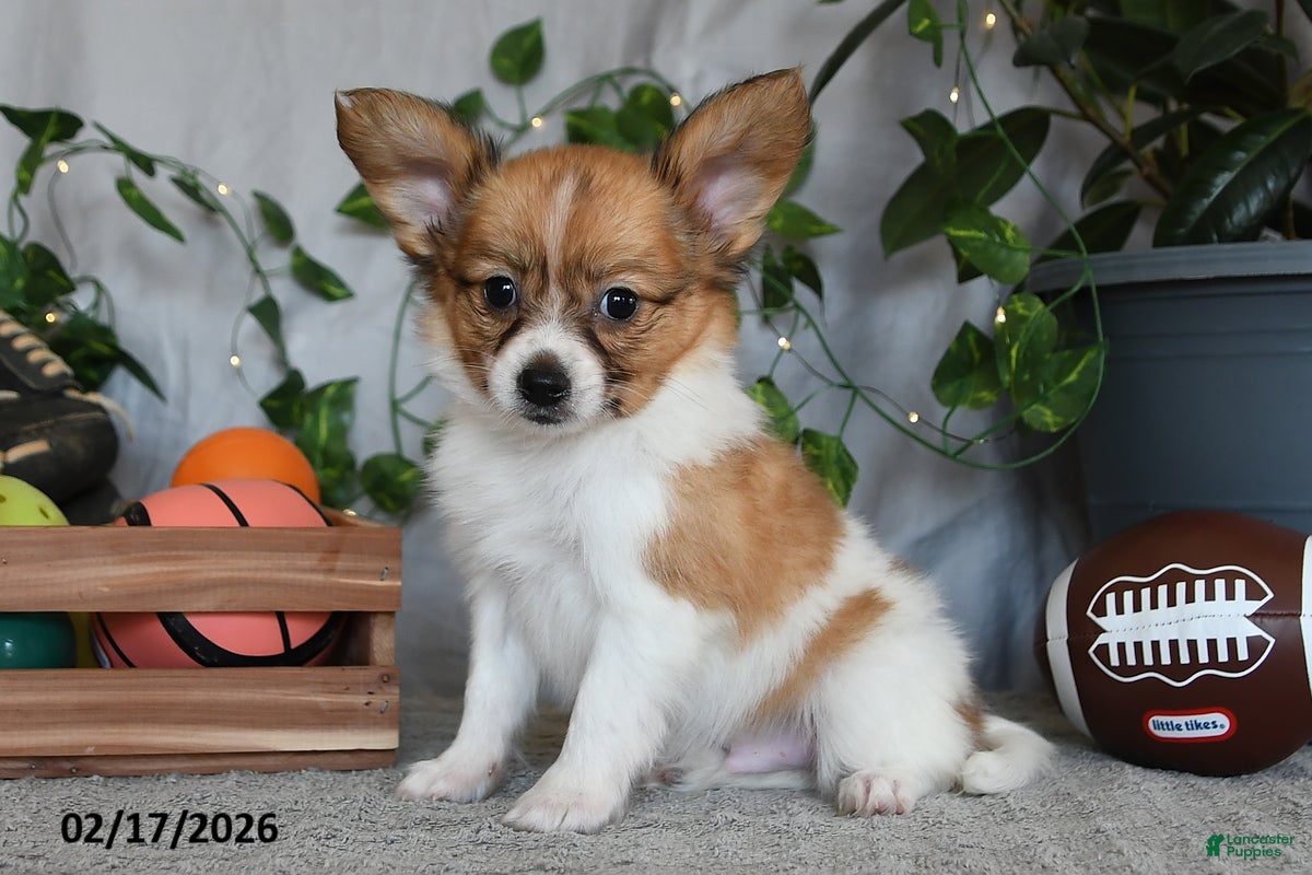 Papillon dogs Dylan - Ad 2