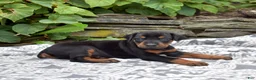 Doberman Pinscher dogs for sale: Orchid - Ad 4