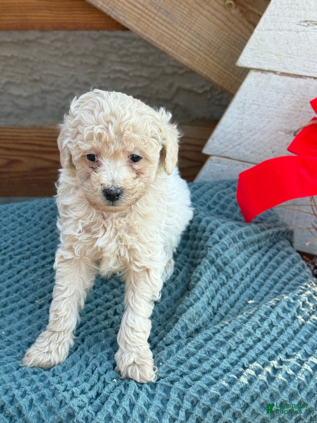 Bichpoo dogs for sale: Luca - Ad 9