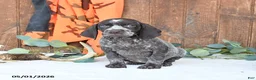 German Shorthaired Pointer dogs for sale: Mocha - Ad 1